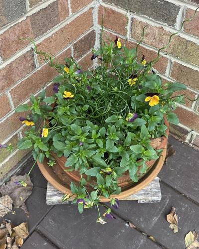 Custom plant arrangement