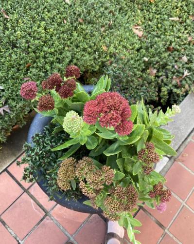 Custom plant arrangement