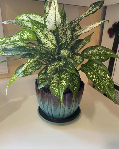 Custom plant arrangement