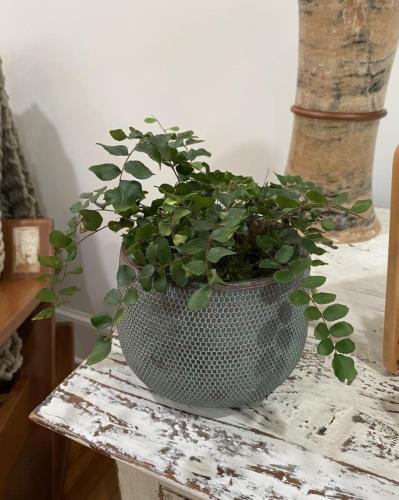 Custom plant arrangement