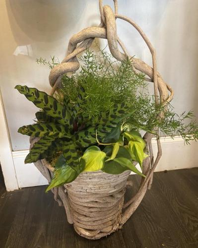 Custom plant arrangement