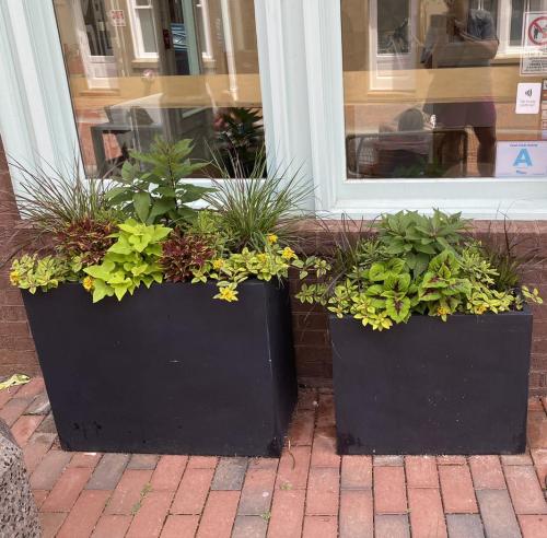 Custom plant arrangement