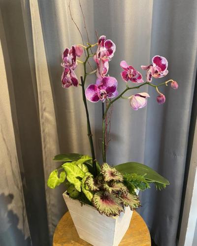 Custom plant arrangement