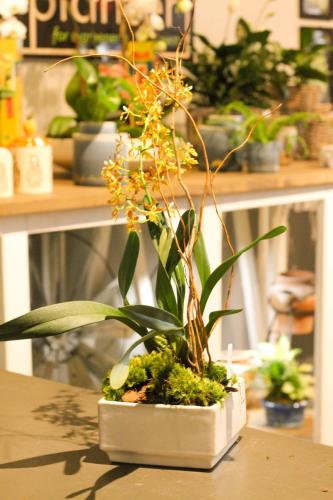 Custom plant arrangement