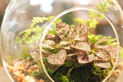 Custom plant arrangement