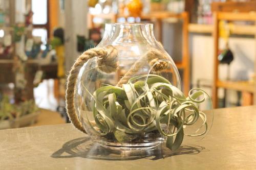 Custom plant arrangement