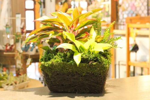 Custom plant arrangement