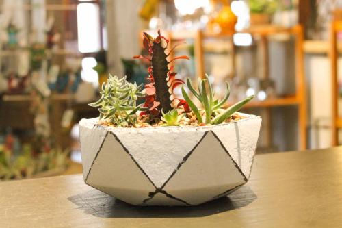 Custom plant arrangement