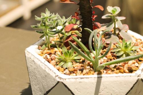 Custom plant arrangement